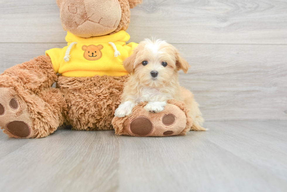 Maltipoo Puppy for Adoption