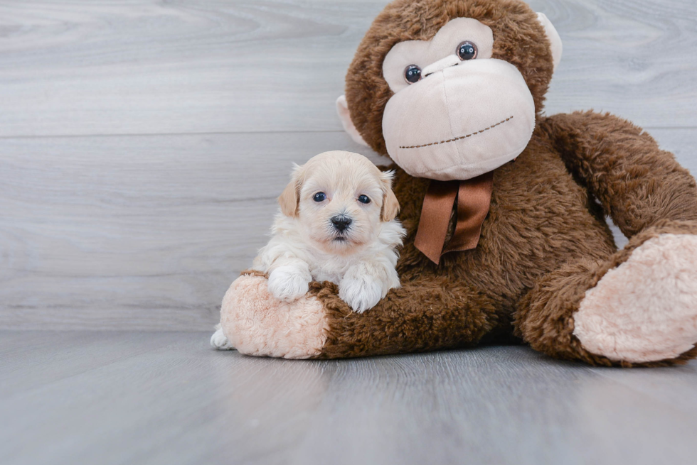 Little Maltese Poodle Poodle Mix Puppy