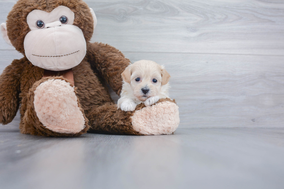 Maltipoo Puppy for Adoption