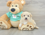 8 week old Maltipoo Puppy For Sale - Premier Pups
