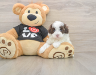 7 week old Maltipoo Puppy For Sale - Premier Pups