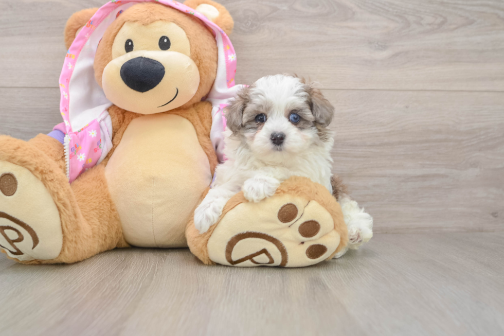 Hypoallergenic Malt Oodle Poodle Mix Puppy