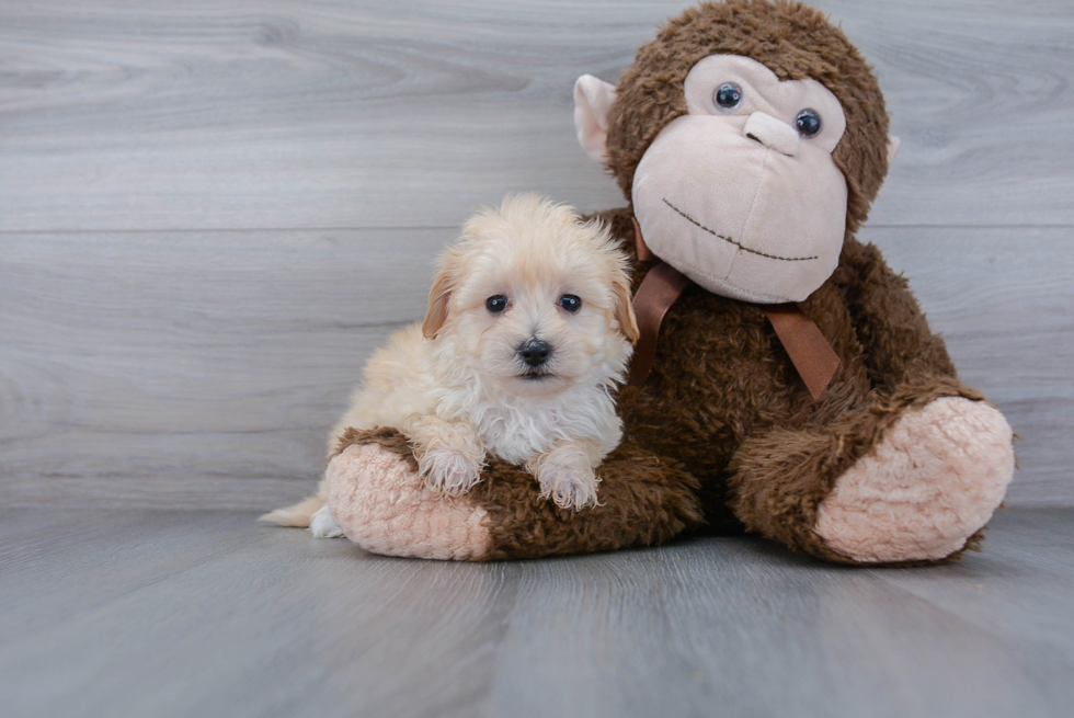 Fluffy Maltipoo Poodle Mix Pup