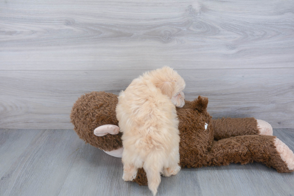 Energetic Maltepoo Poodle Mix Puppy