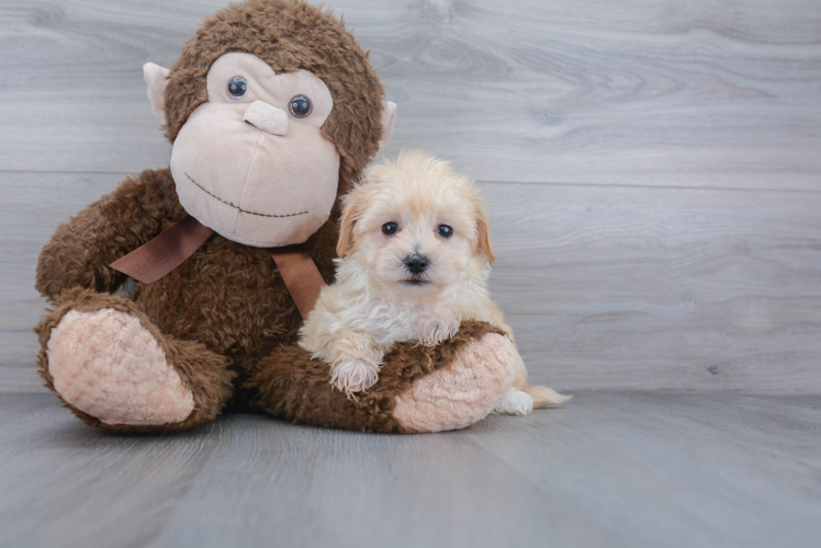 Energetic Maltese Poodle Poodle Mix Puppy