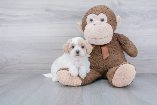 Smart Maltipoo Poodle Mix Pup