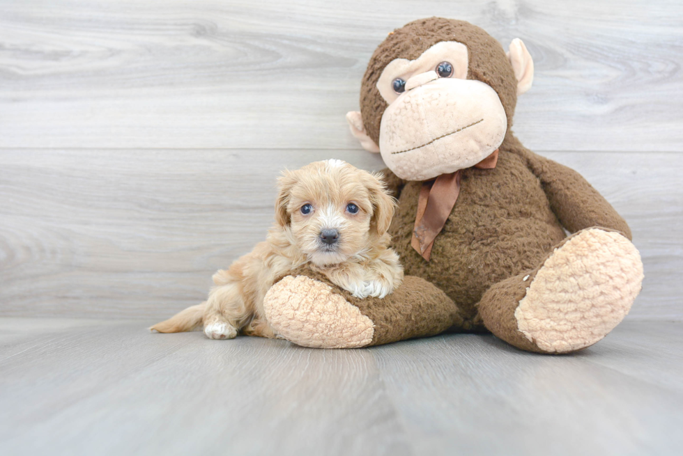 Maltipoo Pup Being Cute