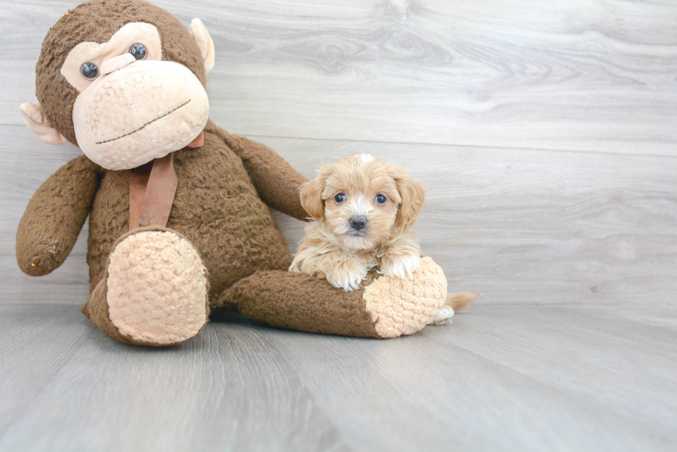 Little Maltese Poodle Poodle Mix Puppy