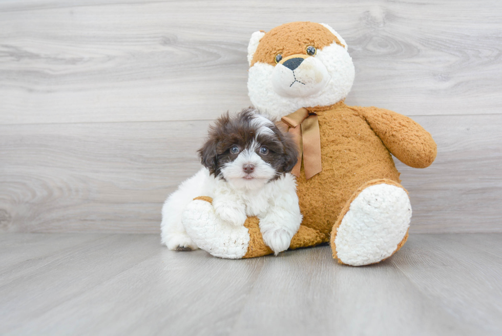 Fluffy Maltipoo Poodle Mix Pup