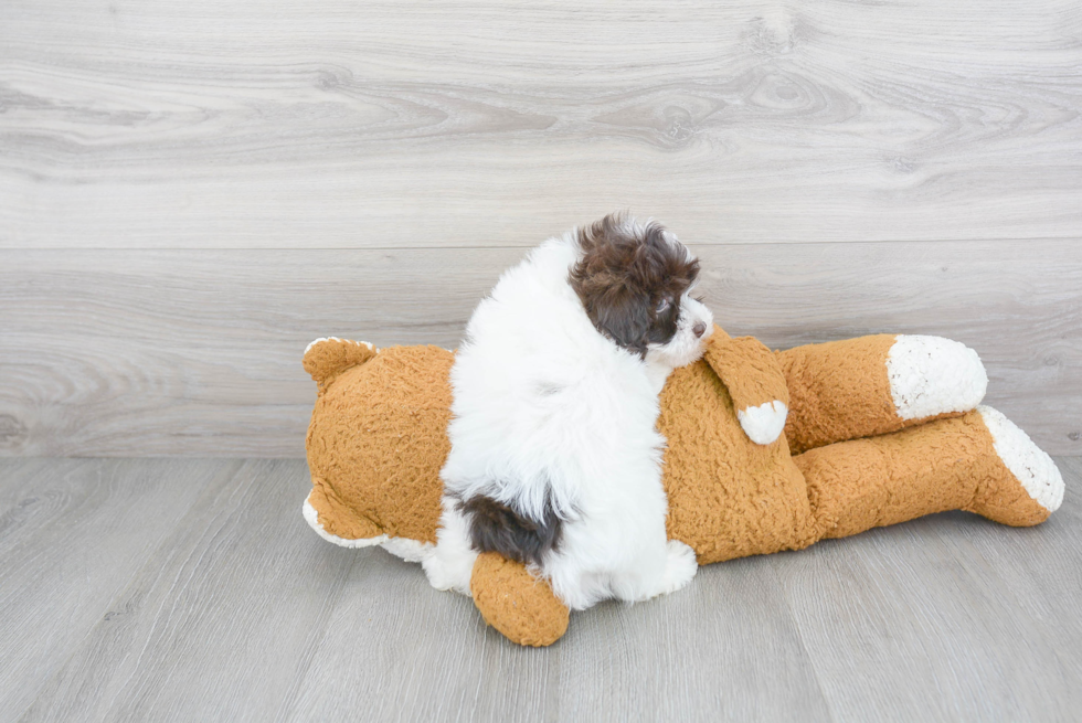 Maltipoo Pup Being Cute