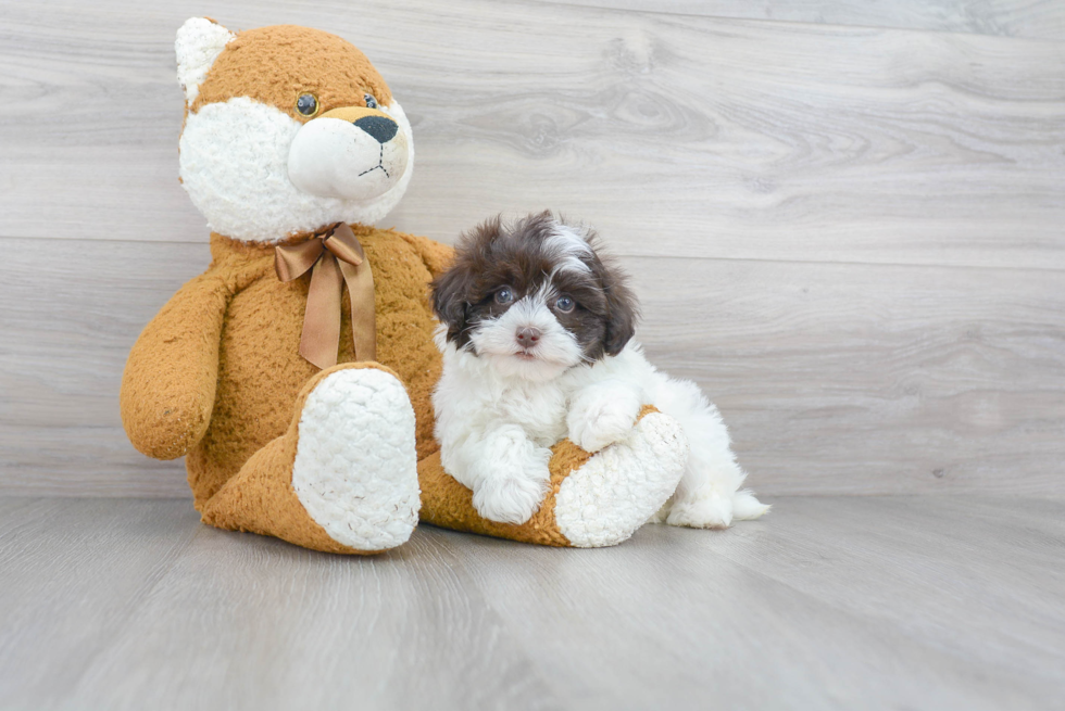 Hypoallergenic Maltese Poodle Poodle Mix Puppy