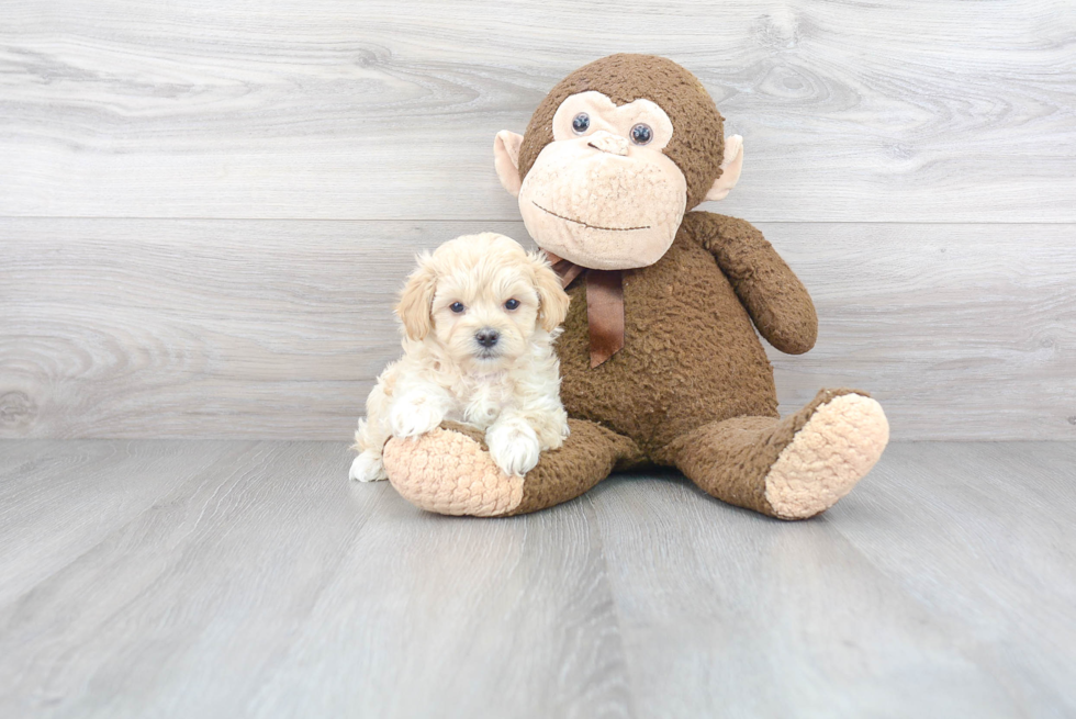 Cute Maltipoo Baby