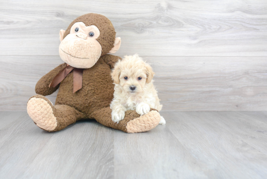 Best Maltipoo Baby