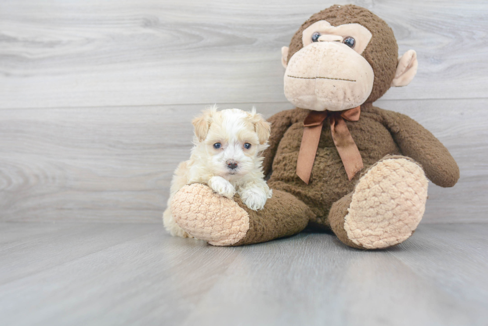 Maltipoo Pup Being Cute