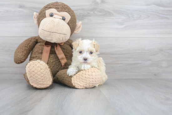 Little Maltepoo Poodle Mix Puppy