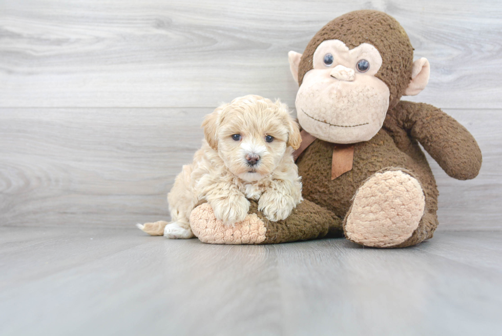 Hypoallergenic Maltepoo Poodle Mix Puppy