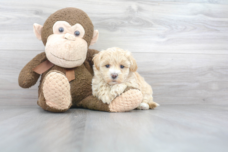 Maltipoo Pup Being Cute