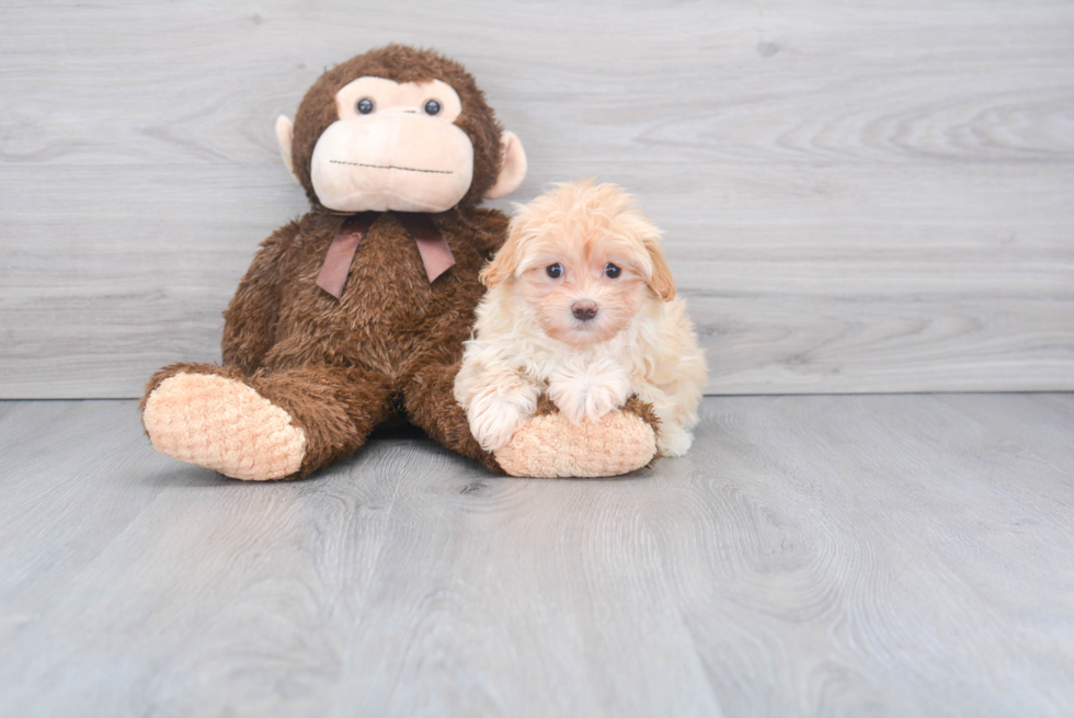 Friendly Maltipoo Baby