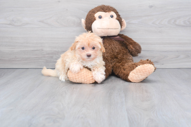 Maltipoo Pup Being Cute