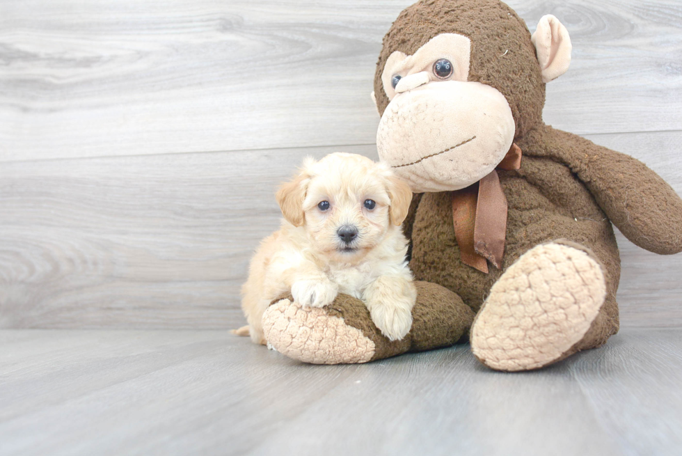 Best Maltipoo Baby