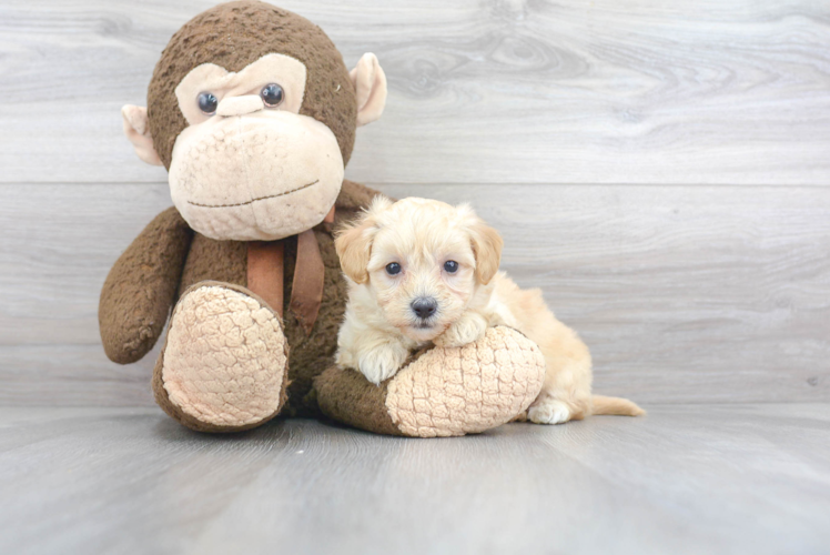 Playful Maltepoo Poodle Mix Puppy