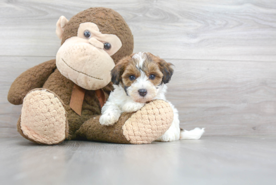 Fluffy Maltipoo Poodle Mix Pup