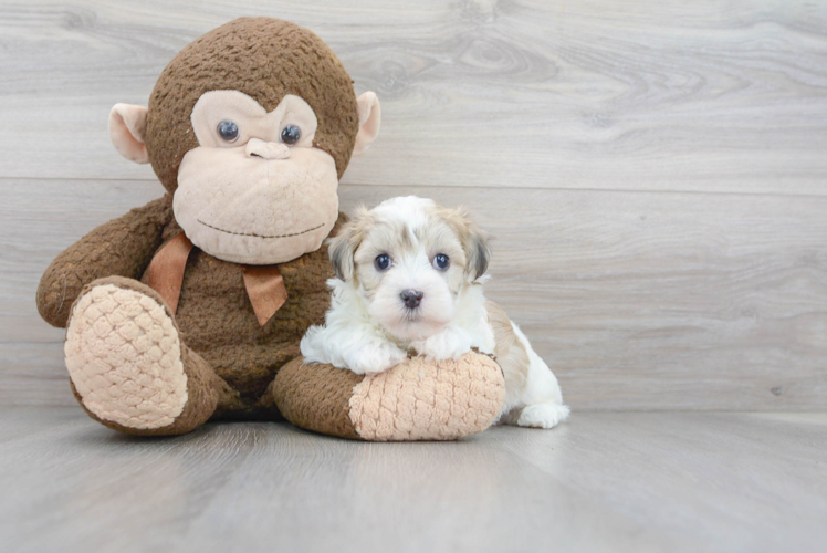 Maltipoo Puppy for Adoption