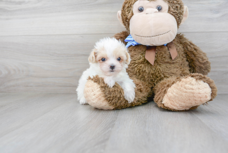 Best Maltipoo Baby