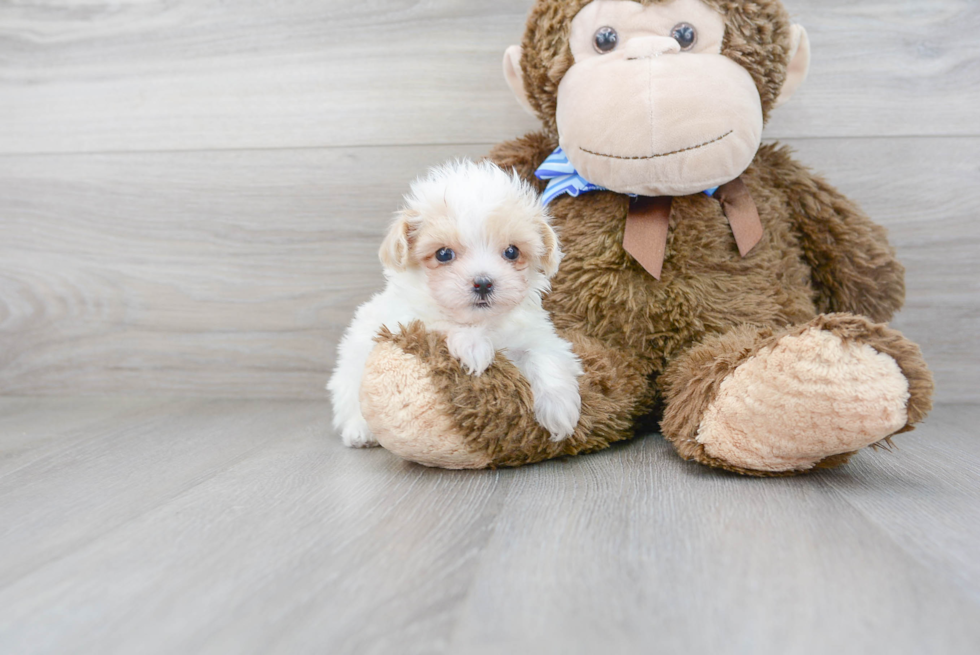 Best Maltipoo Baby