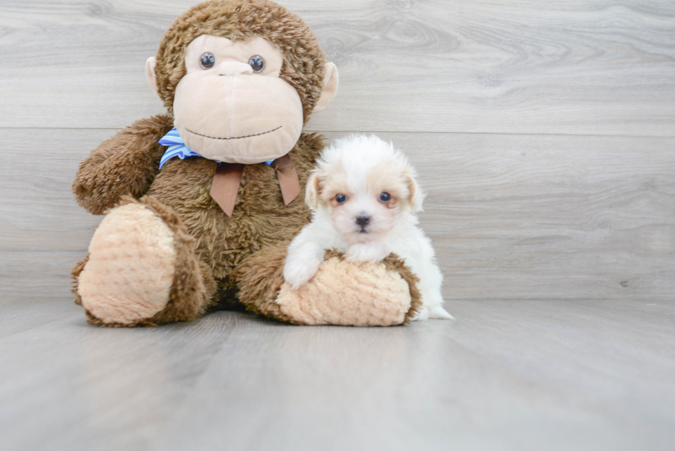 Sweet Maltipoo Baby