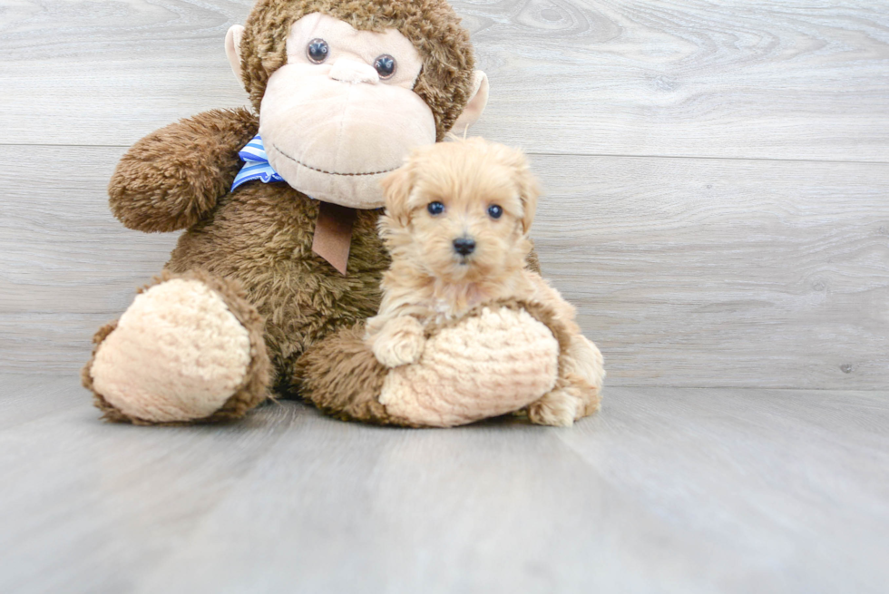 Playful Maltepoo Poodle Mix Puppy