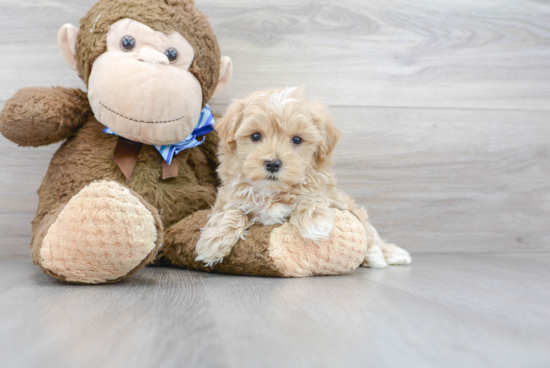 Maltipoo Puppy for Adoption