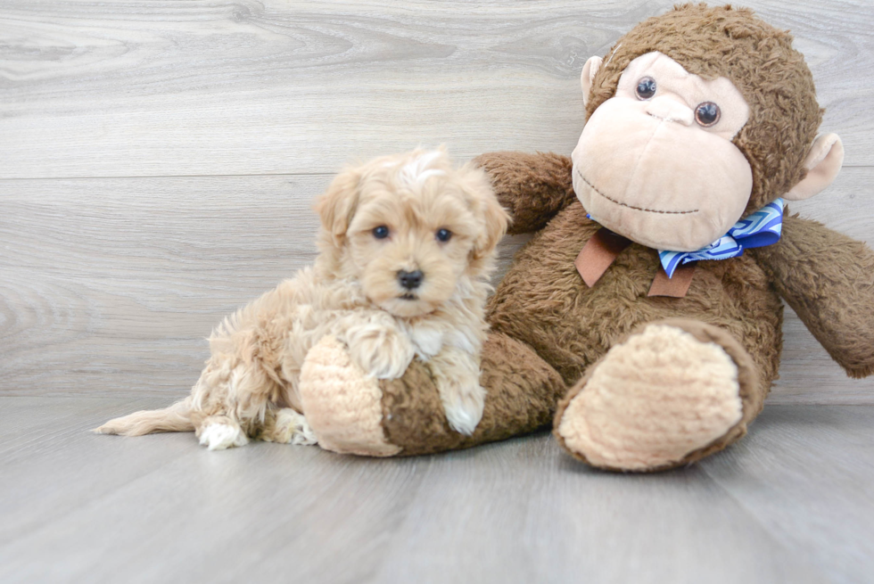 Energetic Maltese Poodle Poodle Mix Puppy