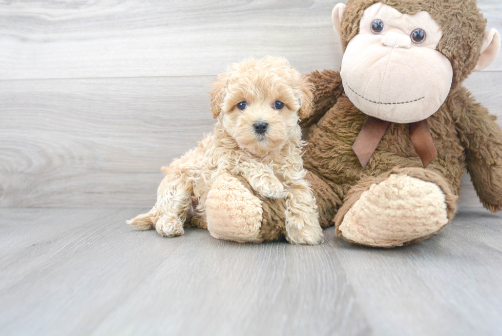 Maltipoo Pup Being Cute