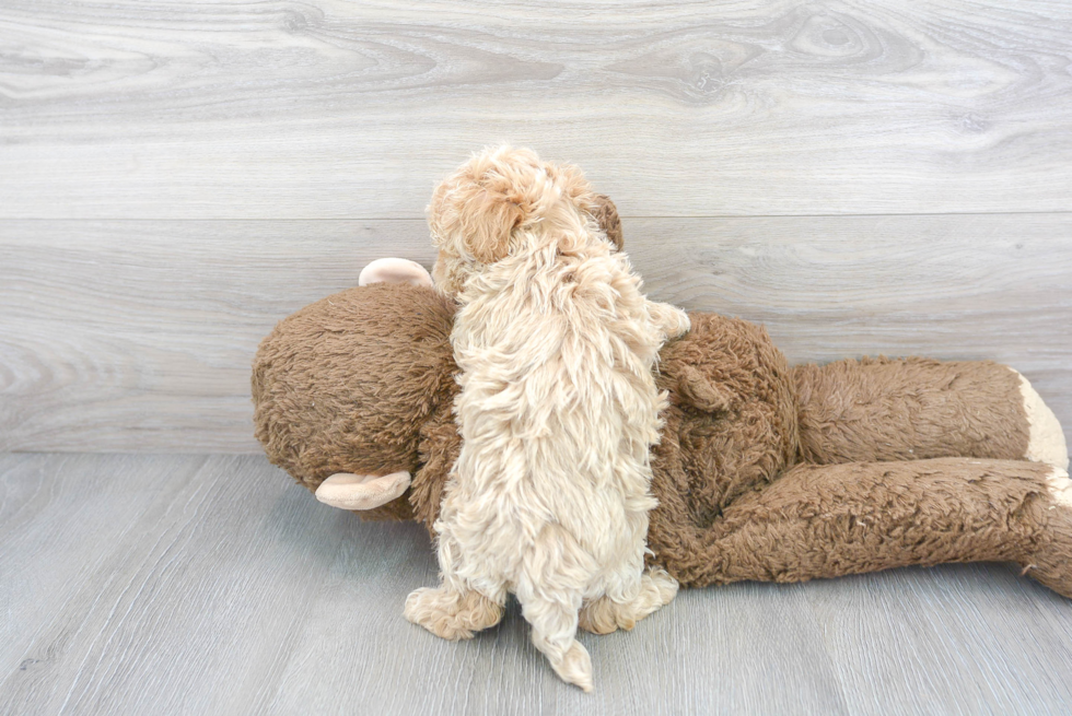 Maltipoo Pup Being Cute