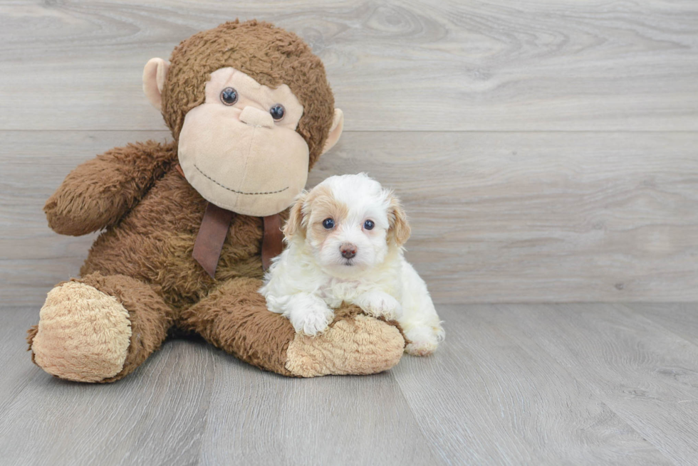 Maltipoo Puppy for Adoption