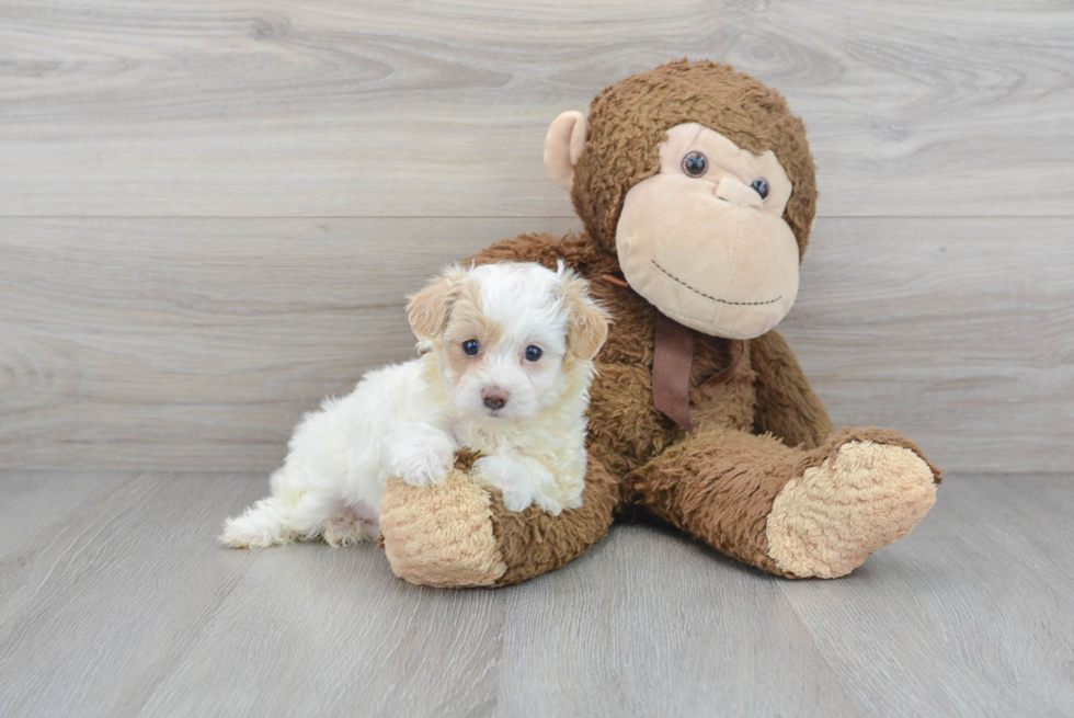 Best Maltipoo Baby