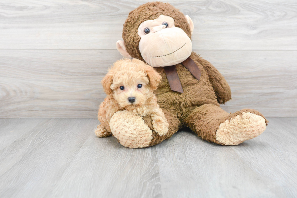 Best Maltipoo Baby