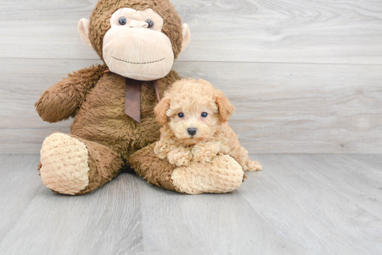 Maltipoo Pup Being Cute