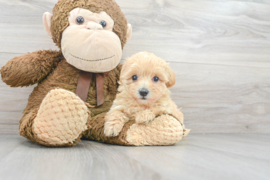 Little Maltepoo Poodle Mix Puppy