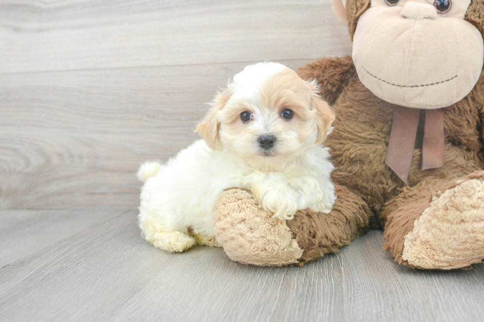 Best Maltipoo Baby