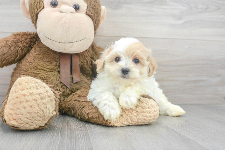 Small Maltipoo Baby