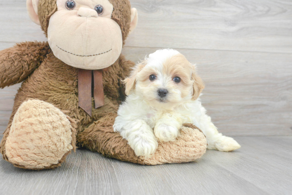 Small Maltipoo Baby