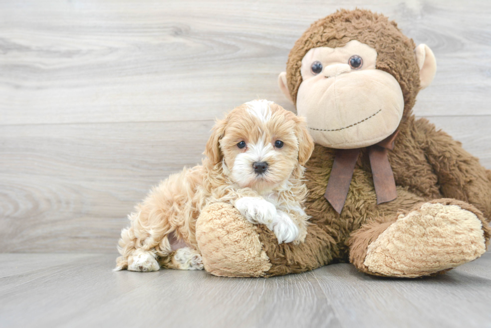 Best Maltipoo Baby