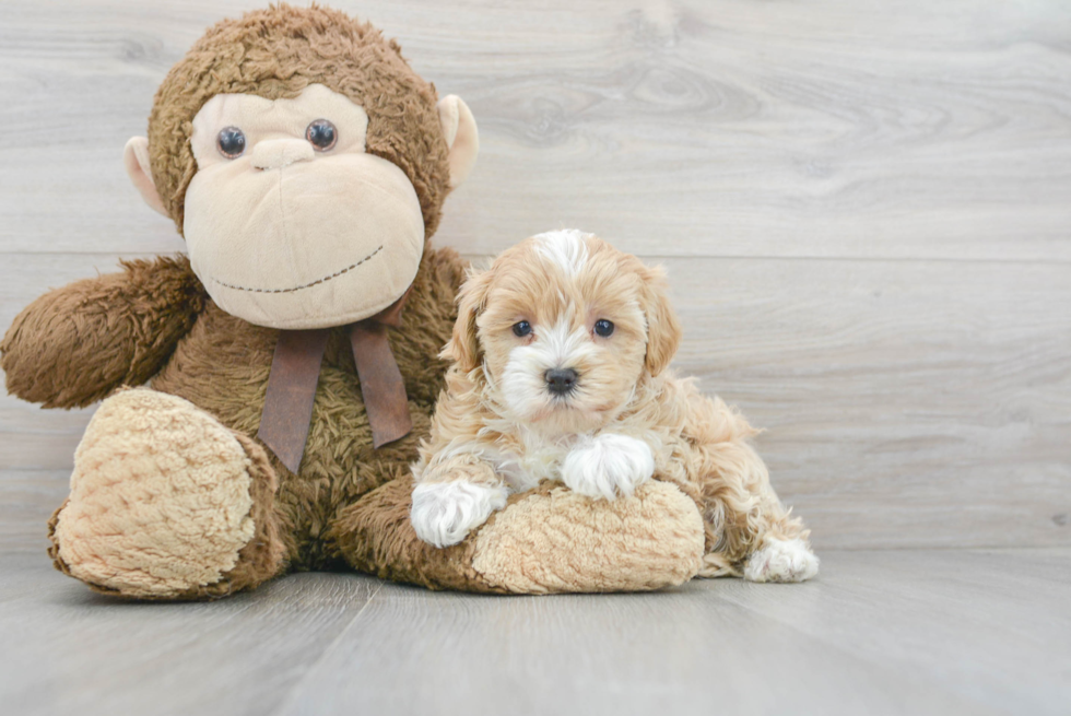 Playful Maltepoo Poodle Mix Puppy