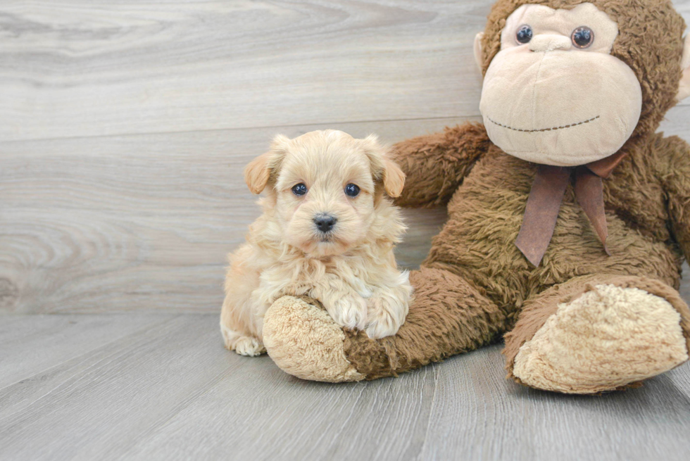 Adorable Maltese Poodle Poodle Mix Puppy