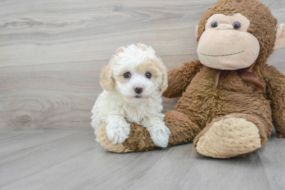 Maltipoo Pup Being Cute