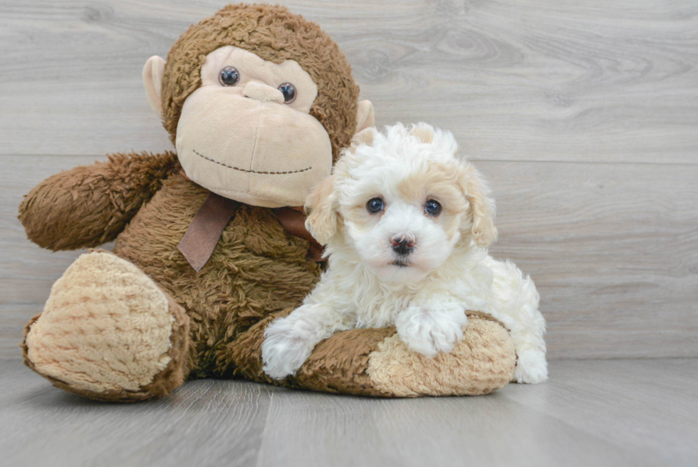 Maltipoo Pup Being Cute