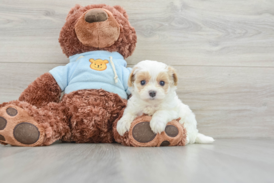 Playful Maltese Poodle Poodle Mix Puppy