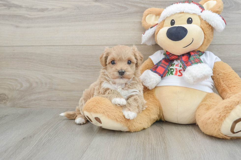 5 week old Maltipoo Puppy For Sale - Premier Pups